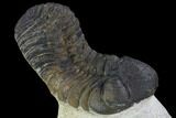 Bargain, Austerops Trilobite - Ofaten, Morocco #92176-2
